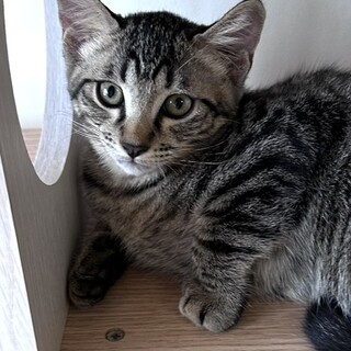 ちょっとビビリなわんぱく小僧　しょゆ君