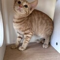 ちょっとビビリなわんぱく小僧　みそ君