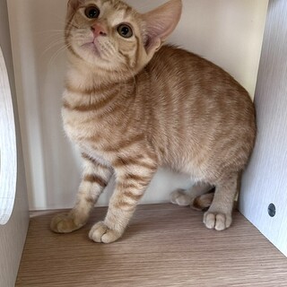 ちょっとビビリなわんぱく小僧　みそ君