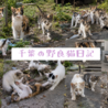 千葉の野良猫日記（保護活動者）