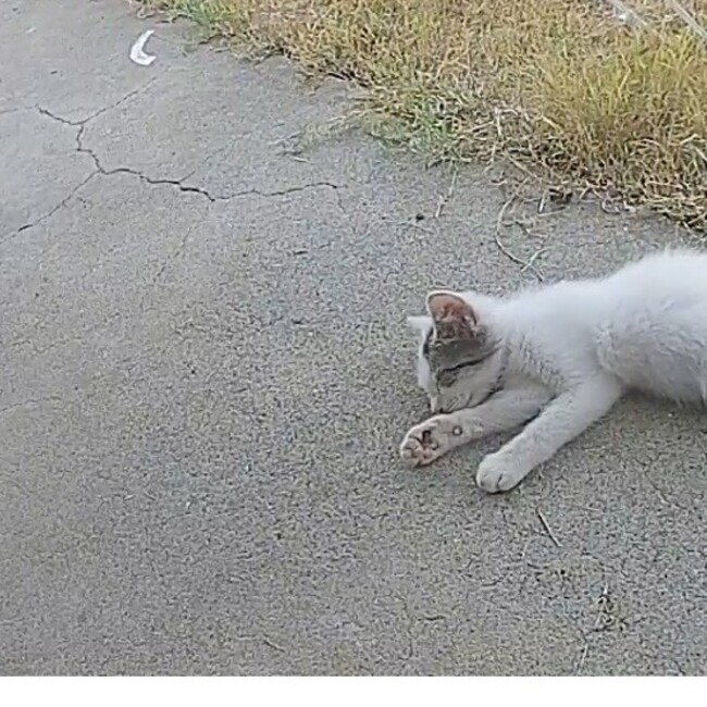 千葉の野良猫日記のカバー写真
