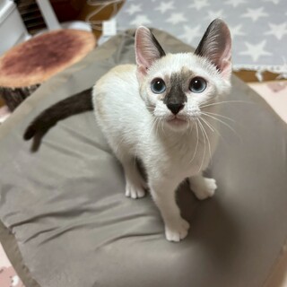 3匹兄妹♡シャム風甘えん坊♡はんぺん
