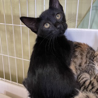 黒猫　女の子　3ヶ月　むぎちゃん