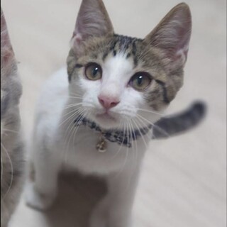 人馴れ抜群‼️わんぱくで元気いっぱいのルイ君♥️