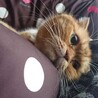 neko_mori