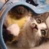 ハンデっ子だけど、元気いっぱいのやんちゃガールです サムネイル7