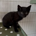とっても甘えん坊で元気な黒猫くん