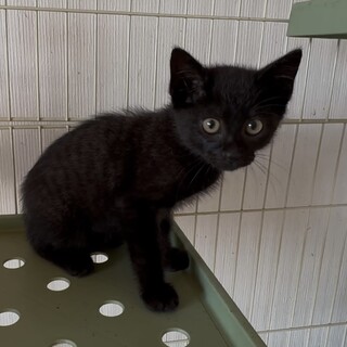 とっても甘えん坊で元気な黒猫くん