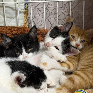 那珂川市より元気いっぱいの兄弟子猫4匹！