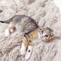 【募集一時停止】縞三毛子猫❤️ほたるちゃん