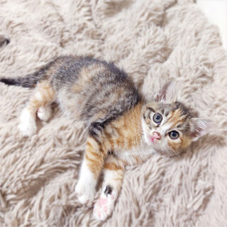 縞三毛子猫❤️ほたるちゃん