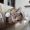 【募集一時停止】縞三毛子猫❤️ほたるちゃん