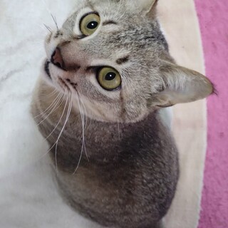 大事故を乗り越えた甘えん坊キジトラ「キジオ」