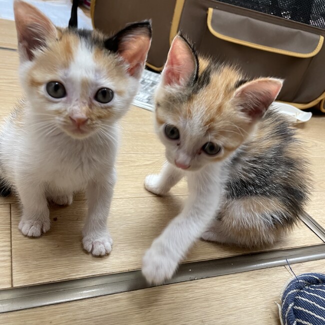 Little Rinほごねこハウスのカバー写真