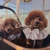 ちむてち