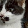 元気いっぱい　陽気な男の子　テクノくん サムネイル4