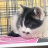 元気いっぱい　陽気な男の子　テクノくん サムネイル5