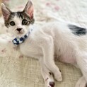 生後約2ヶ月元気いっぱい甘えん坊スネ夫くん