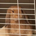 ホーランドロップ1歳オスのムウちゃん
