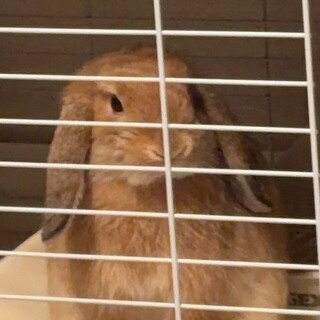 ホーランドロップ1歳オスのムウちゃん