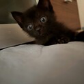 公園猫現場に兄妹3匹で遺棄された小さな男の子