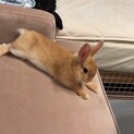 ネザーランドドワーフ1歳メスのラテちゃん
