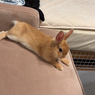 ネザーランドドワーフ1歳メスのラテちゃん