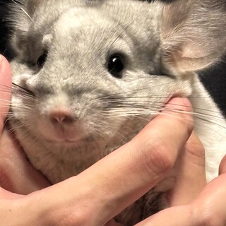 チンチラ　パイド　一歳メス