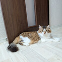 キジ白長毛猫の茶々くん（相模原市保健所）