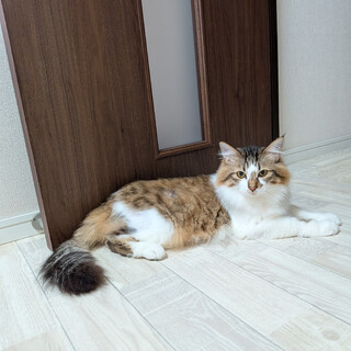 キジ白長毛猫の茶々くん（」神奈川県 - 猫の里親募集(545363