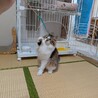 キジ白長毛猫の茶々くん（相模原市保健所） サムネイル2