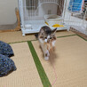 キジ白長毛猫の茶々くん（相模原市保健所） サムネイル3
