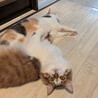 キジ白長毛猫の茶々くん（相模原市保健所） サムネイル4