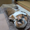 キジ白長毛猫の茶々くん（相模原市保健所） サムネイル6