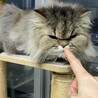チンチラゴールデンのむぎちゃん（相模原市保健所） サムネイル4