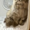 チンチラゴールデンのむぎちゃん（相模原市保健所） サムネイル5