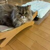 チンチラゴールデンのむぎちゃん（相模原市保健所） サムネイル6