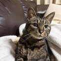 キジトラ猫のハッチくん（相模原市保健所）