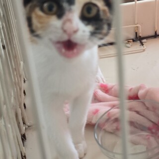 三毛猫4ヶ月
