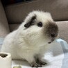 たらたらま