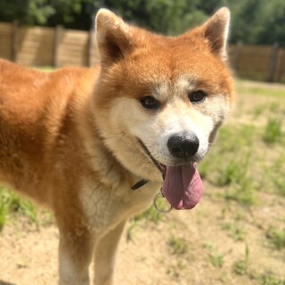 超イケメンの秋田犬 あかし