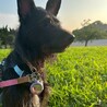 シュナmix？好奇心旺盛なアナ サムネイル6