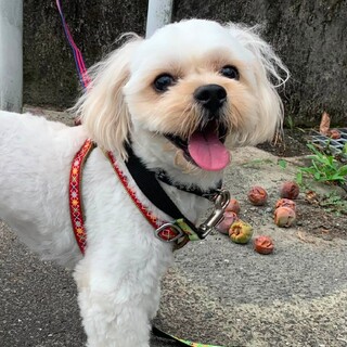 飼育困難になった犬