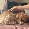 大好き犬家族