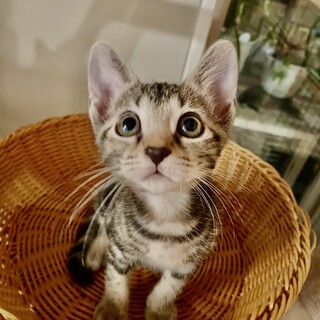 クラッシックタビー！人懐っこい甘えん坊輪ちゃん