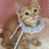 茶トラ好きにはたまらない♡シンくん♡ サムネイル2