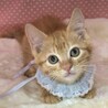 茶トラ好きにはたまらない♡シンくん♡ サムネイル3