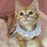 茶トラ好きにはたまらない♡シンくん♡ サムネイル4