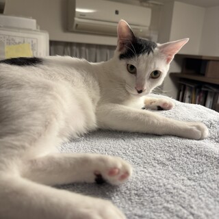 生後半年のちょび髭ダリの甘えん坊男子
