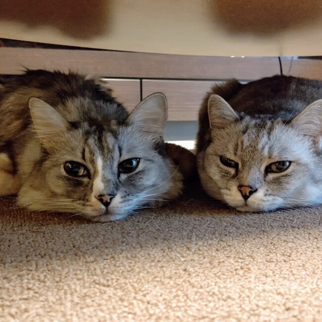 ねこさんふぁーすとのカバー写真